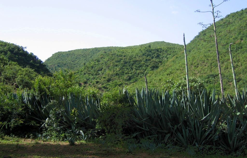 የካርቦን ፕሮጀክት